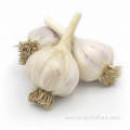 Garlic Farm Supply White Garlic Price